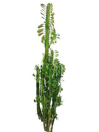 Euphorbia Trigona Süt Ağacı Kaktüsü 170 cm