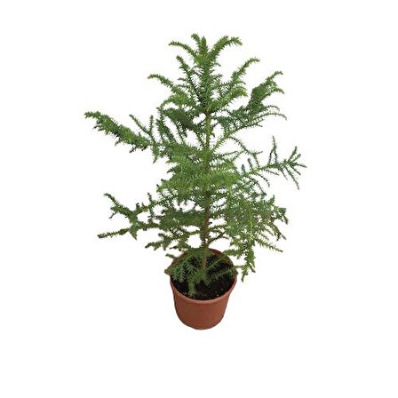 Salon Çamı Arokarya Araucaria (70 Cm)