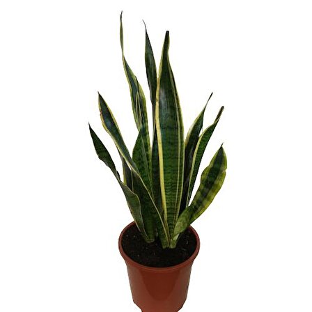 Paşa Kılıcı Peygamber Çiçeği - Sansevieria - Kılıç Çiçeği (65-70 Cm)