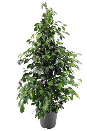 Ficus Benjamin (100-120 cm)