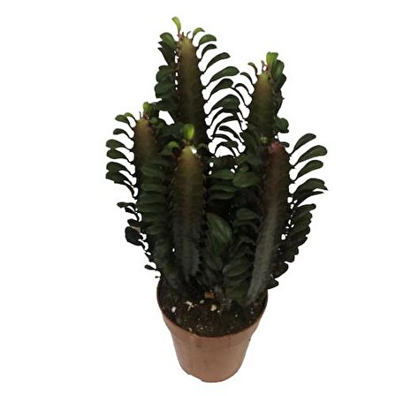Euphorbia Trigona Rubra - Kırmızı Süt Kaktüs - Eforbiya -İthal Ürün