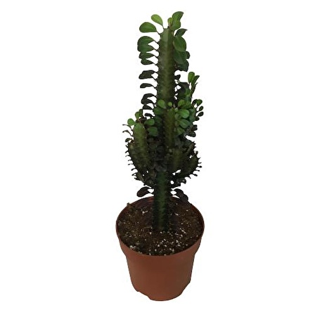 Euphorbia Trigona Rubra - Kırmızı Süt Kaktüs - Eforbiya -İthal Ürün 