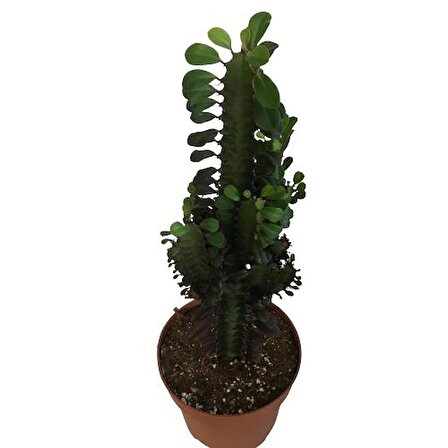 Euphorbia Trigona Rubra - Kırmızı Süt Kaktüs - Eforbiya -İthal Ürün 