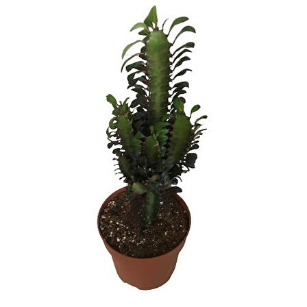 Euphorbia Trigona Rubra - Kırmızı Süt Kaktüs - Eforbiya -İthal Ürün 