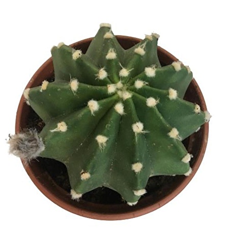 İthal Büyük Boy Kaktüs - Echinopsis Subdenudata (17 cm lik saksıda)