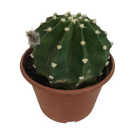 İthal Büyük Boy Kaktüs - Echinopsis Subdenudata (17 cm lik saksıda)