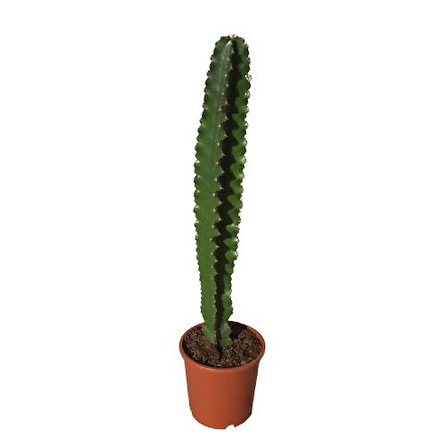 Euphorbia İngens -Kovboy Kaktüs (75-80 Cm)