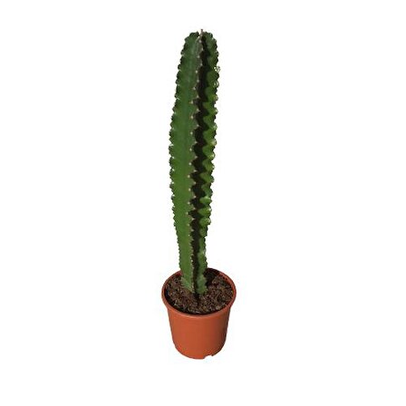 Euphorbia İngens -Kovboy Kaktüs (75-80 Cm)