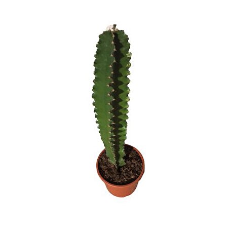 Euphorbia İngens -Kovboy Kaktüs (75-80 Cm)