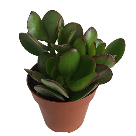 Crassula Ovata - Para Bitkisi (8,5 luk)