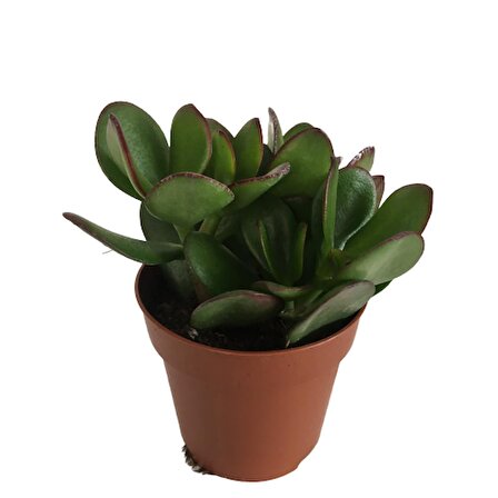 Crassula Ovata - Para Bitkisi (8,5 luk)