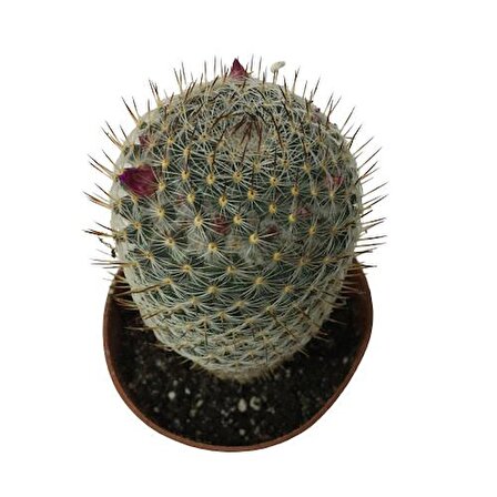 Çiçek Açan Kaktüs Mammillaria (8,5 cm'lik Saksıda)