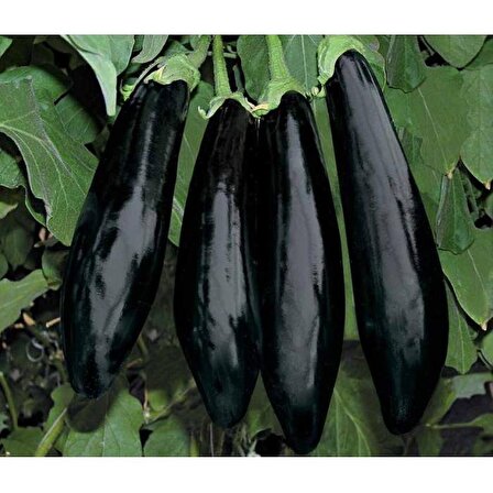 Aydın Siyahı Patlıcan Tohumu Aydın Black Eggplant Seed 10 GR N113890