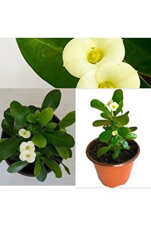 Euphorbia Beyaz Dikenler Tacı