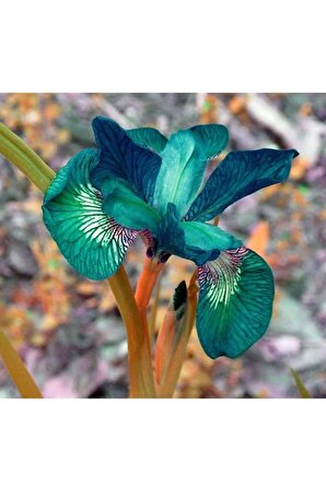 1 Adet Iris Süsen Çiçek Soğanı-petrol Yeşili