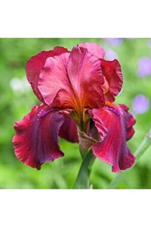 2 Adet Fuşya Renk Iris (süsen) Germanica Çiçek Soğanı