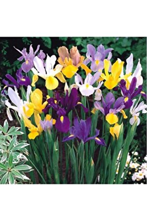 Karışık Renk Iris Süsen Çiçeği Soğanı 5 Adet