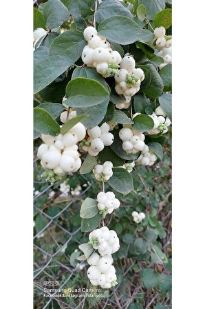 Beyaz Inci Çalısı Caprifoliaceae Beyazcicek