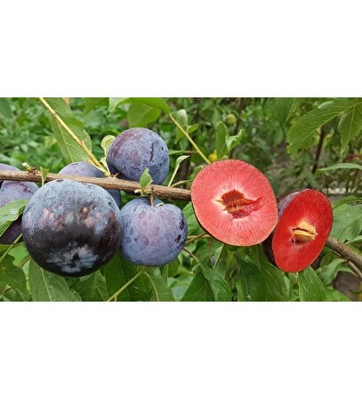 Fidan & Peyzaj - İçi -Dışı Kırmızı Meyveli Erik Fidanı (Tüplü)