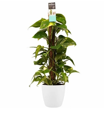 Patos Salon Sarmaşığı 100cm Bitkisi Dekoratif Saksılı Pothos Sarmaşığı