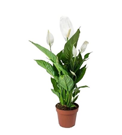 Spathiphyllum Wallisii Barış Çiçeği 50 60 Cm Ev Bitkisi Ofis ve Salon Bitkisi