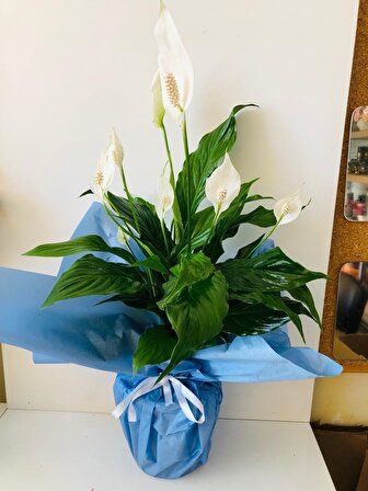 Barış Çiçeği Açılış Kutlama Tebrik Çiçeği İç Mekan Bitkisi Ofis Bitkisi Salon Bitkisi