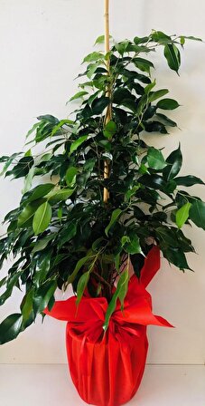 Benjamin Ağacı Kırmızı Temalı Açılış Kutlama Tebrik Çiçeği İç Mekan Bitkisi Ofis Bitkisi Salon Bitkisi