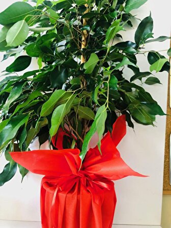 Benjamin Ağacı Kırmızı Temalı Açılış Kutlama Tebrik Çiçeği İç Mekan Bitkisi Ofis Bitkisi Salon Bitkisi
