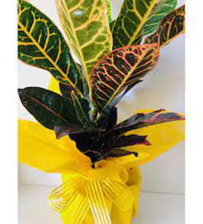 Croton Açılış Kutlama Tebrik Çiçeği Sarı Ambalaj İç Mekan Bitkisi Ofis Bitkisi Salon Bitkisi