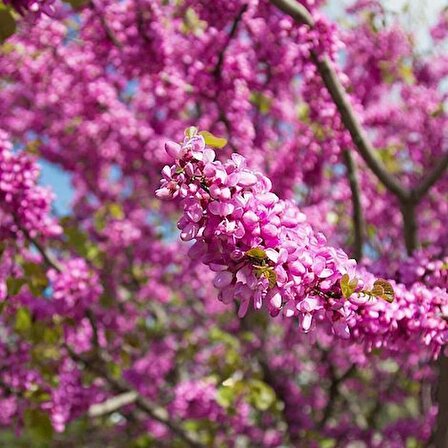 2 Adet Erguvan Fidanı | Cercis Siliquastrum | Muhteşem Mor Çiçekli Gösterişli Süs Ağacı