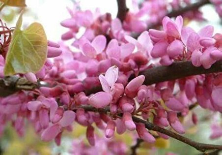 2 Adet Erguvan Fidanı | Cercis Siliquastrum | Muhteşem Mor Çiçekli Gösterişli Süs Ağacı