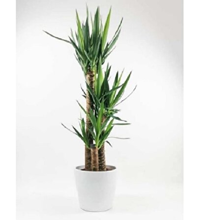 Yuka 3'lü Çiçeği 100-120cm Dekoratif Saksılı Yucca Javel 3 Gövdeli Ev Ofis Bitkisi