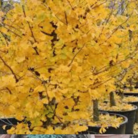 2 Adet Mabet Ağacı (Ginkgo biloba): Peyzaj, Fidan ve Bahçeniz için Eşsiz Bir Yaşam Gücü