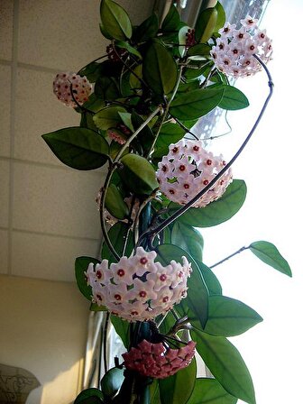 Mum Çiçeği – (Hoya carnosa) - Askılı Saksıda