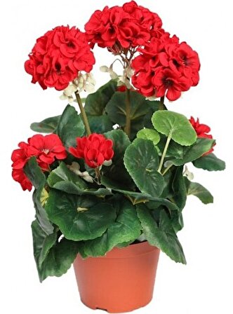 Canlı Saksılı Sardunya Çiçek Fidanı Kırmızı 10-20 Cm