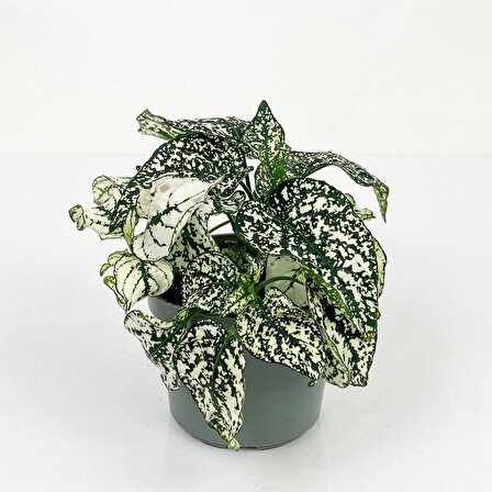 Saksılı Fittonia Hostes Çiçeği Çilli Yaprak Güzeli Yeşil Beyaz Puanteli