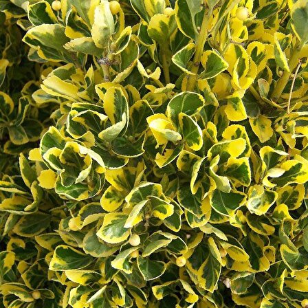 Gold Taflan 45 Adet - Sarı Çit Bitkisi