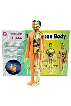 Human BODY-Vücudumu Öğreniyorum, 29 Parça 3D Eğitici Doktor SETİ