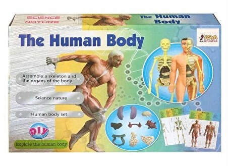 Human BODY-Vücudumu Öğreniyorum, 29 Parça 3D Eğitici Doktor SETİ