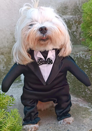 Onden Giydirmeli Smokin Siyah yaka Köpek Kıyafeti Kostümü