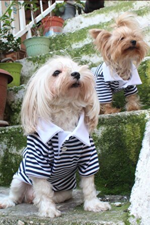 Polo Yaka Lacivert Çizgili Köpek Kedi Kıyafeti & Elbisesi