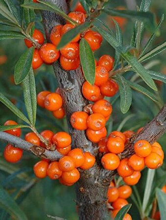 Yalancı İğde Ağacı (Hippophae rhamnoides): C Vitamini Deposu