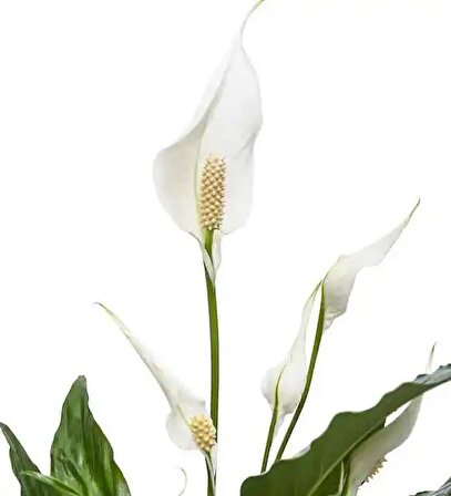 Spathiphyllum Wallisii Barış Çiçeği, 50-60 Cm