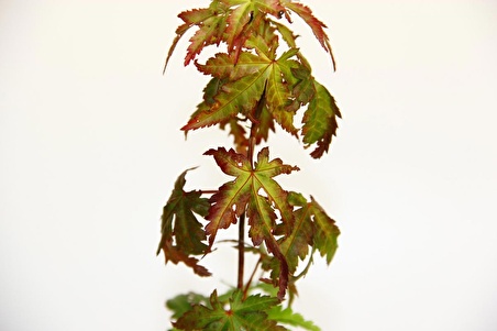 JAPON AKÇAAĞACI ACER PALMATUM 2 ADET