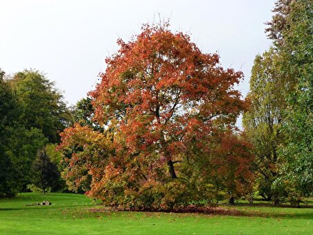 AKÇAAĞAÇ FİDANI - Acer Platanoides