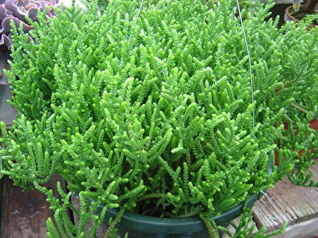 PRENSES ÇAMI CRASSULA MUSCOSA 45 ADET