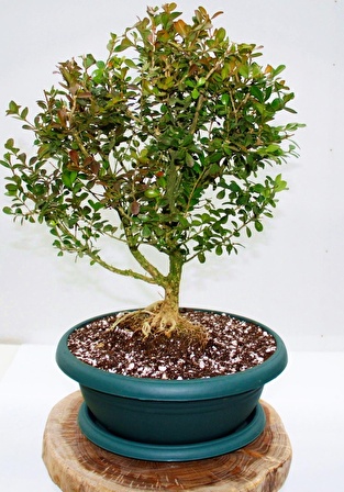 BONSAİ BUXUS - 7 YAŞINDA HEDİYELİK BONSAİ