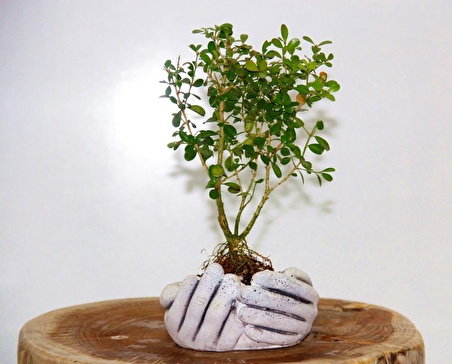 BONSAİ BUXUS 3 ADET - HEDİYELİK BONSAİ (Avuç Saksı)