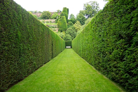 YEŞİL MAZI FİDANI 50 ADET -  ÇİT BİTKİSİ ( Thuja Orientalis )