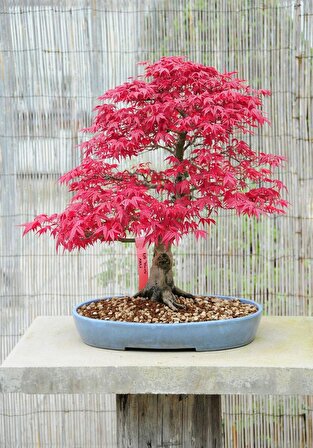 KIRMIZI JAPON AKÇAAĞACI TOHUMU 20 ADET ( Acer Palmatum )